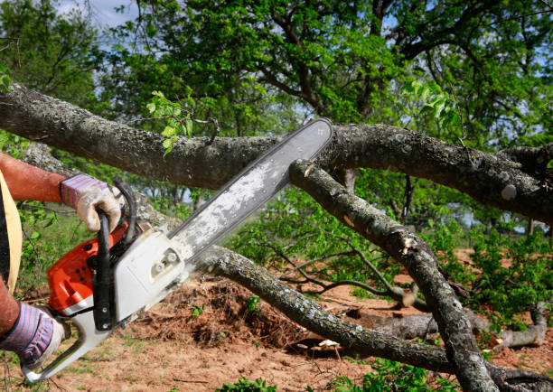 How Our Tree Care Process Works  in  Hickam Housing, HI